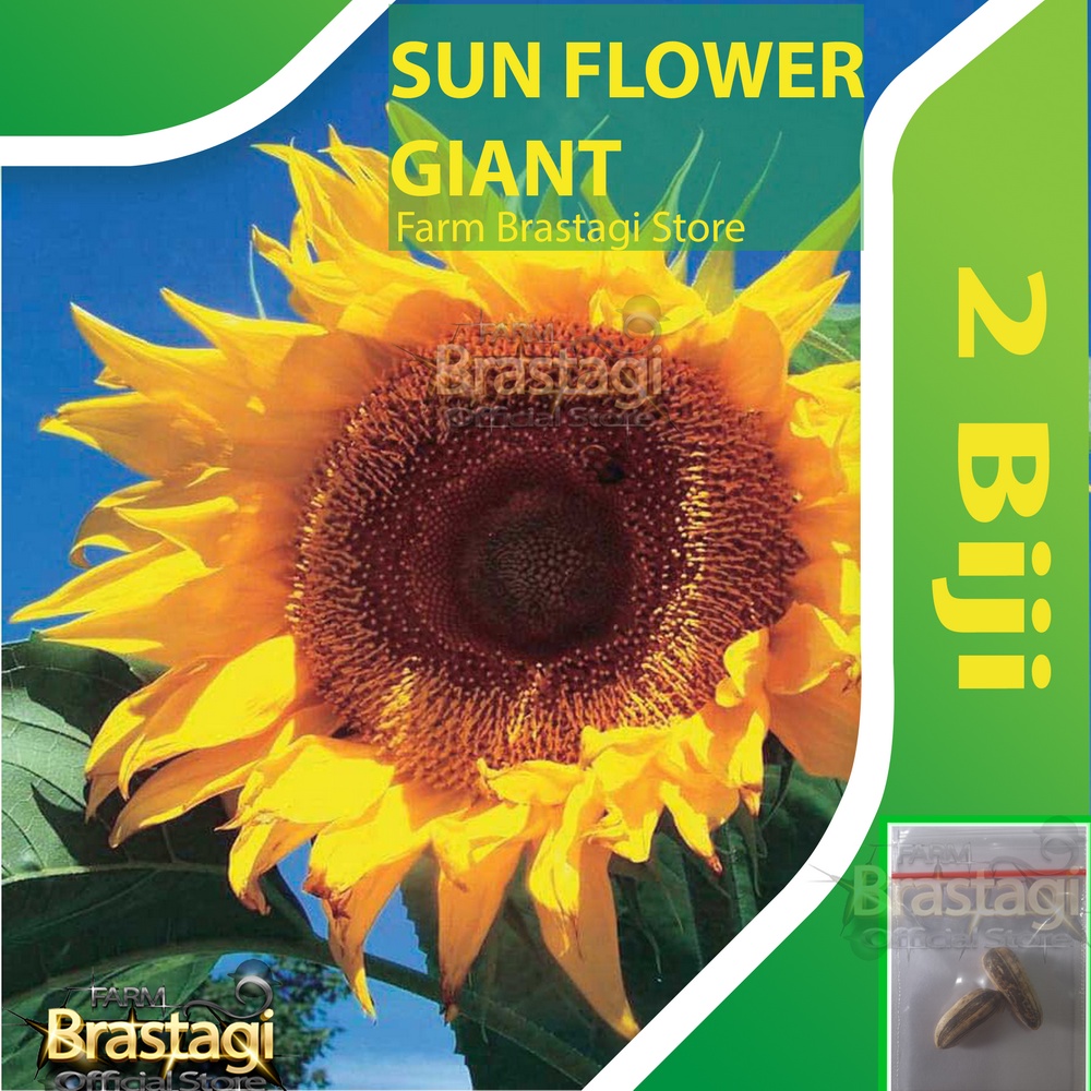 Benih Bibit Biji Bunga Matahari Jumbo Super Besar -  Sunflower Giant - Import
