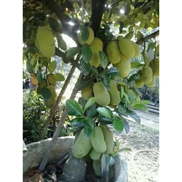Bibit cempedak