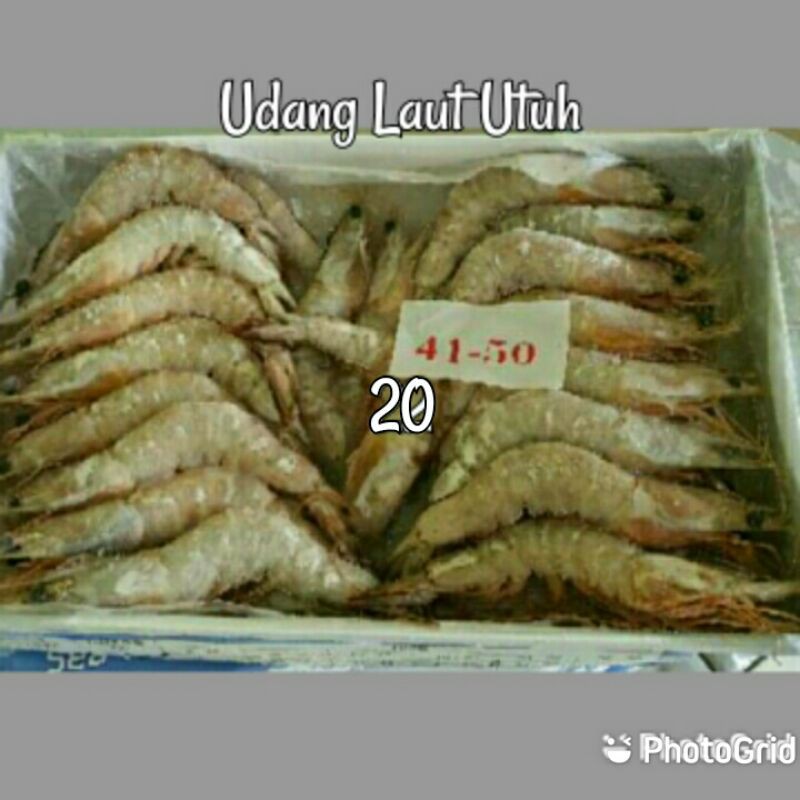 

Udang Laut Utuh 1Kg