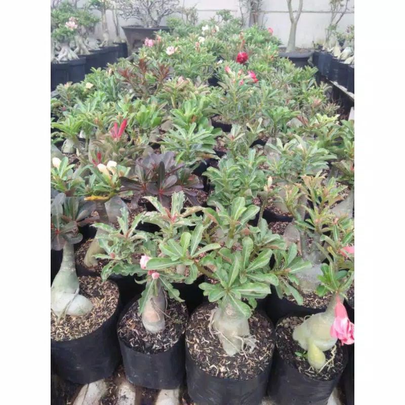 Jual Baca Deskripsi,,!!Adenium Bunga Tumpuk Hasil Grafting Siap ...