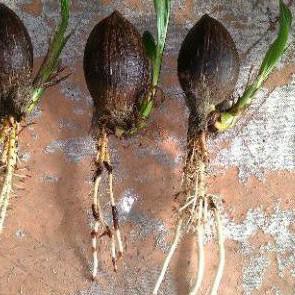 Terbaru Bahan Bonsai Kelapa Daun Dn Akar Panjang Shopee Indonesia