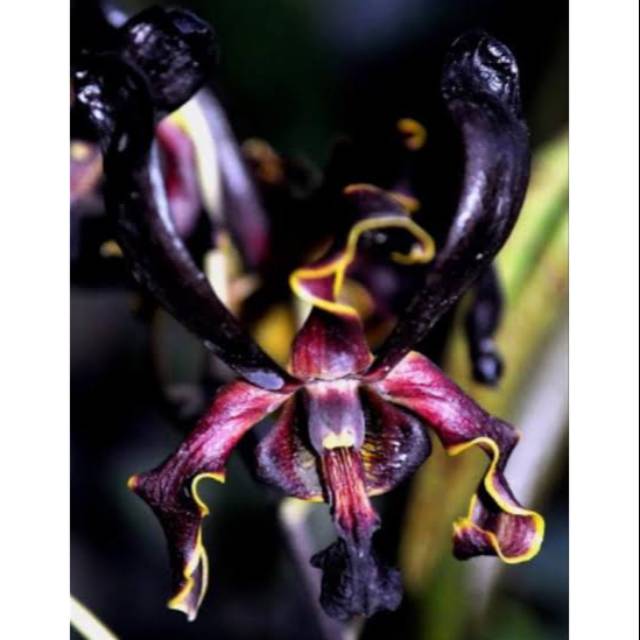Anggrek dendrobium black spider dewasa
