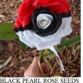 

[Gift] Biji Bunga Mawar Black Pearl Import