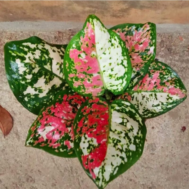 Aglonema tri color siam aurora (Tanaman hias aglaonema tri color) - tanaman hias hidup - bunga hidup