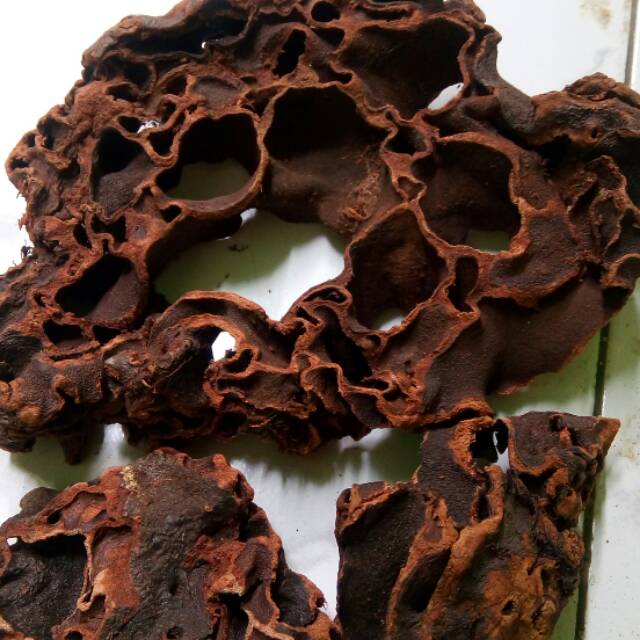 

Sarang Semut Herbal asli dan alami Papua