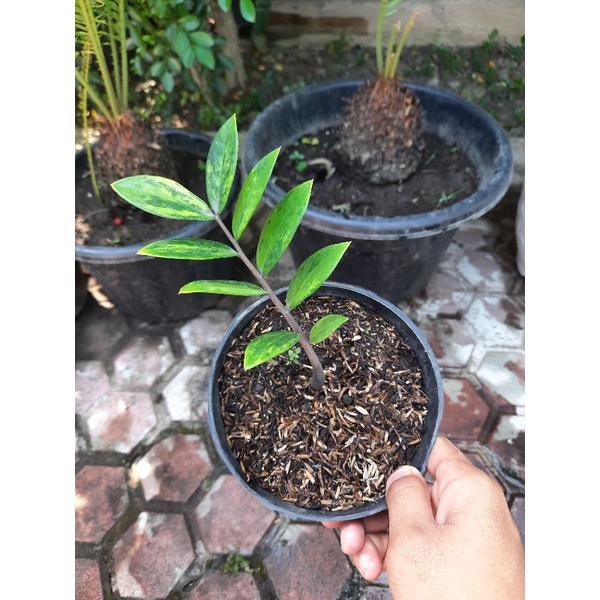 Zamioculcas Zamiifolia Variegata / ZZ plant Variegata anakan