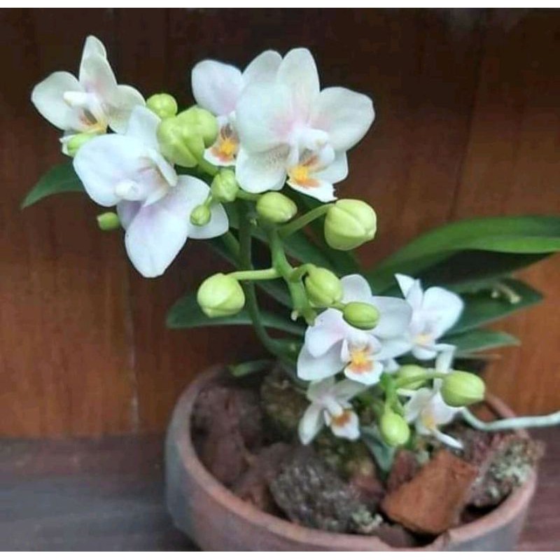 Anggrek Bulan Mini (putih)