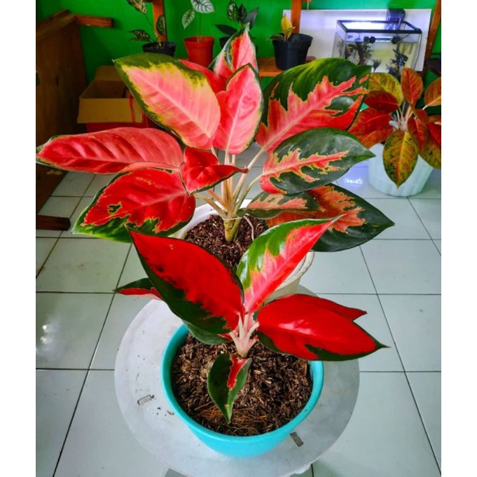 Promo Aglonema Red kocin/ tanaman ukuran remaja