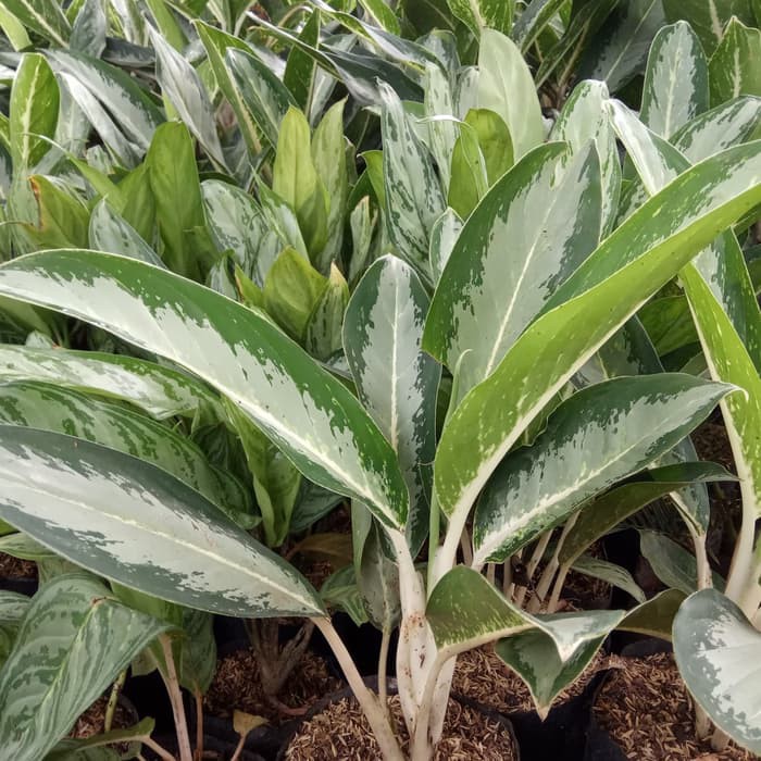 tanaman indoor blanceng susu - blanceng susu - aglonema susu  _