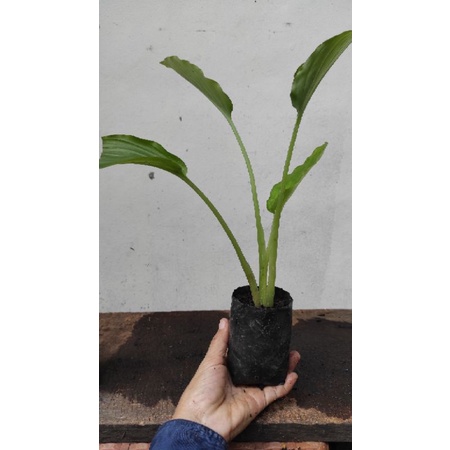bibit kunyit hitam asli/kaempferia parviflora