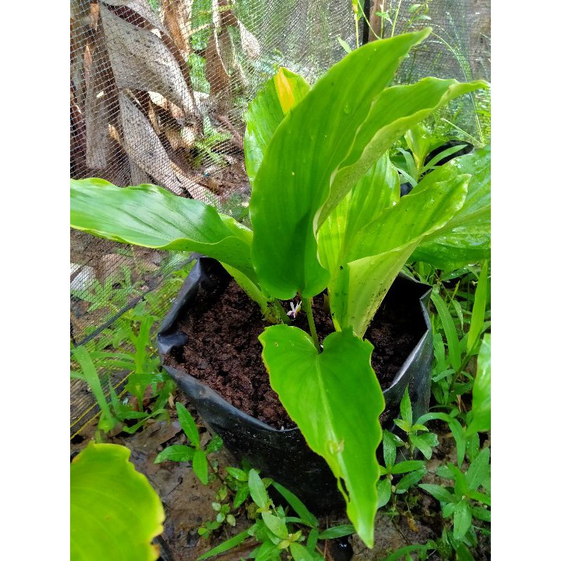 Kunyit Hitam Asli