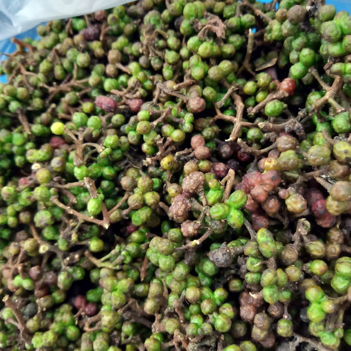 

Roxx.ea - .ea - .ea - Andaliman.250Gram