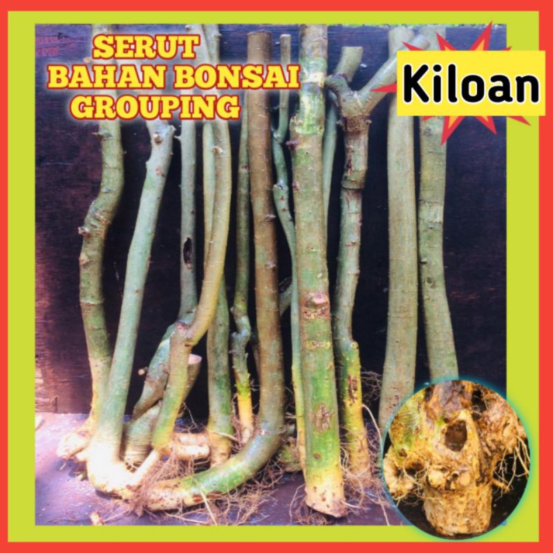 Serut Bahan Bonsai Grouping Kiloan