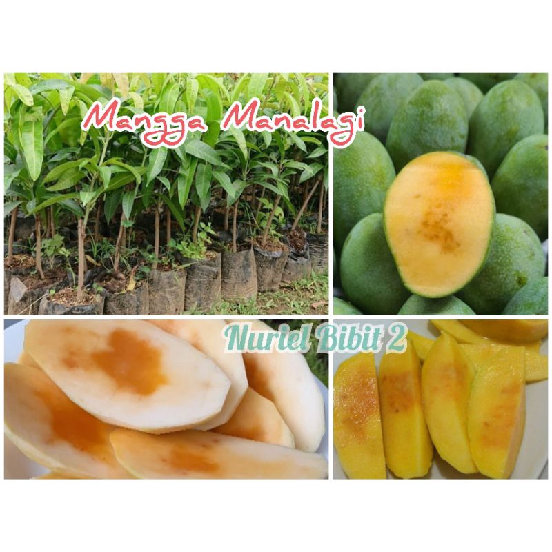 Bibit Mangga Madu Mangga Manalagi