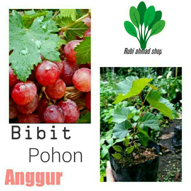 Bibit anggur merah/pohon anggur merah-tanaman anggur merah-buah anggur merah