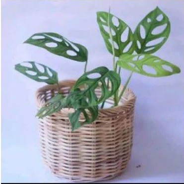 Tanaman hias  monstera/pohon janda bolong - TANAMAN HIAS HIDUP - BUNGA HIDUP - BUNGA HIAS