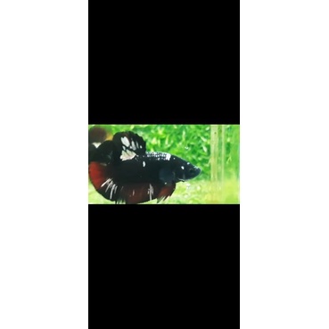 cupang avatar copper