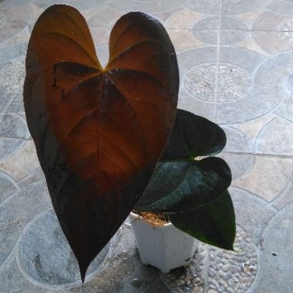 Anthurium Modeanum