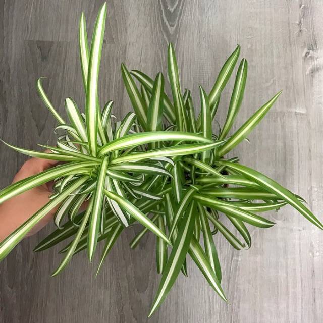 Spider plant