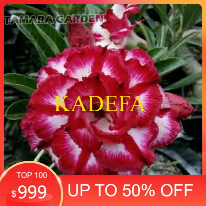 

Bibit Bunga Kamboja Adenium Phet Mon Kon