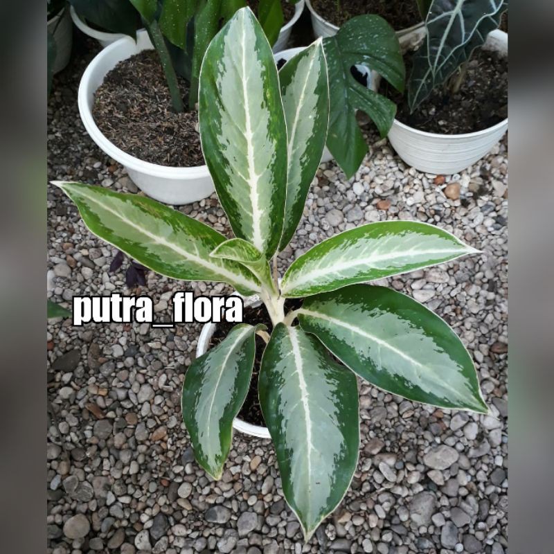 tanaman aglonema silver / blanceng silver queen