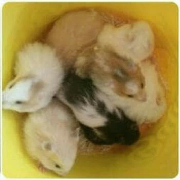 Hamster Syrian Syria Long Hair Short Hair Anggora Shopee