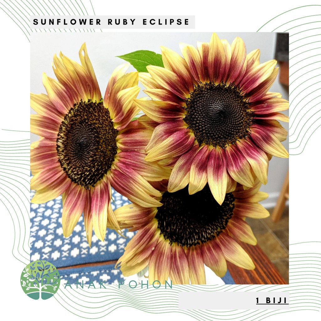 Benih Bibit Biji - Sunflower Ruby Eclipse Red Bunga Matahari Merah Cream Flower Seeds - IMPORT