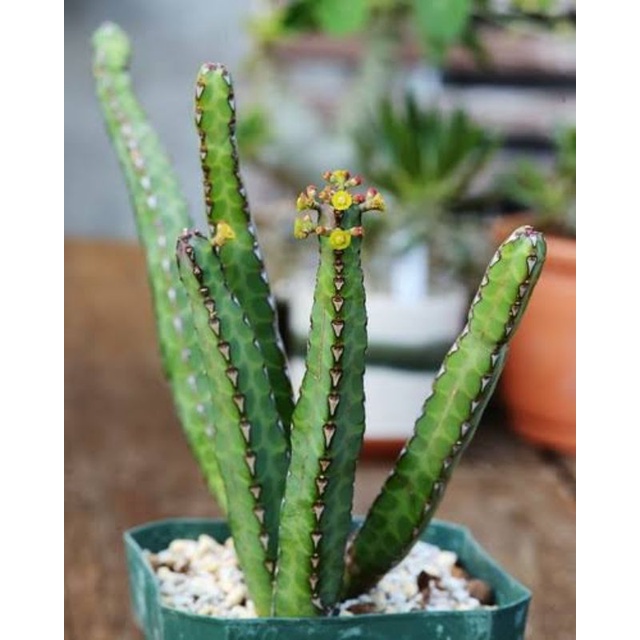 Euphorbia heterochroma cluster rimbun