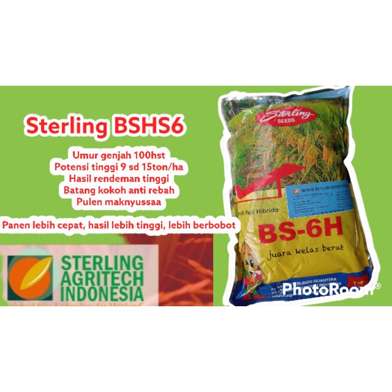 Benih padi hibrida BSHS6 /BS 6H 1kg ex 30 november 2026