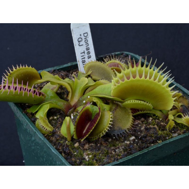 Tanaman Karnivora Venus FlyTrap Venusflytrap VFT GJ Titan