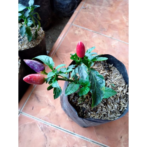 Bibit Cabe Ungu Cabe Pelangi Lombok Pelangi Lombok Hias Sudah Berbuah