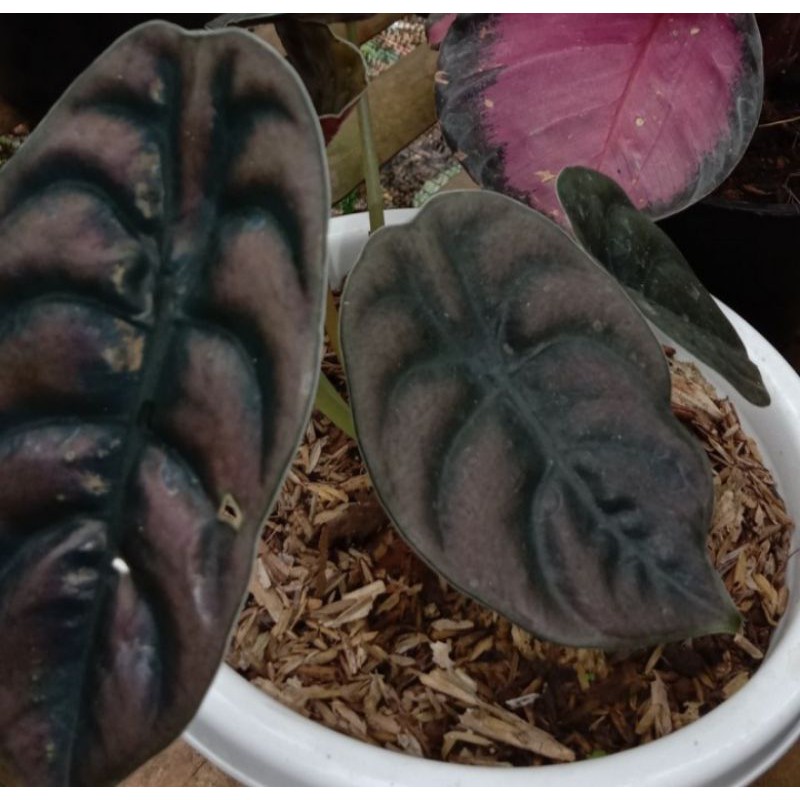 Bibit Bonggol Keladi Tengkorak Hitam