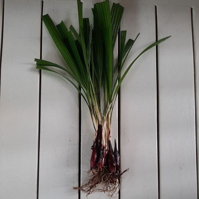 Tanaman bibit bawang dayak/brambang dayak  sabrang hutan kalimantan siap tanam 10 umbi