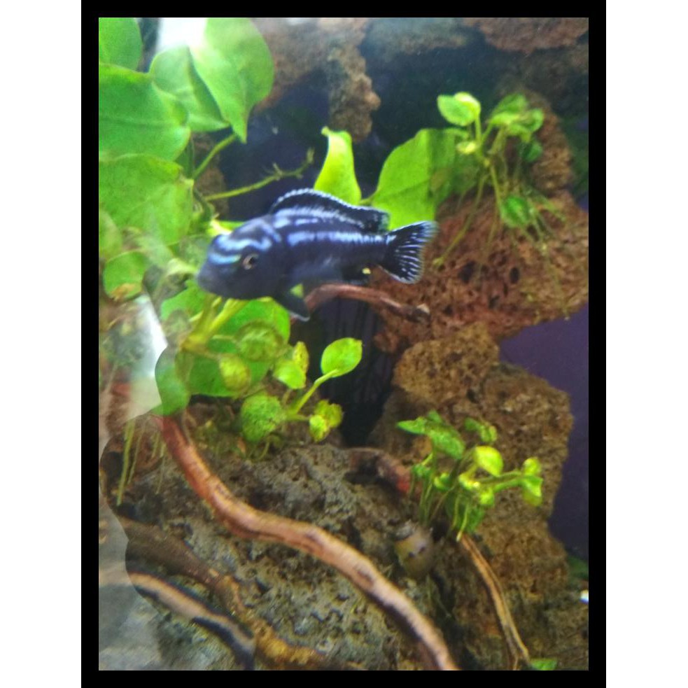 Ikan Hias Johani / Ikan Hias Chiclid Johani Johanni Cuci Gudang