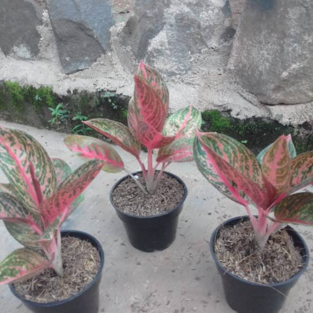 BUNGA AGLONEMA WIDURI