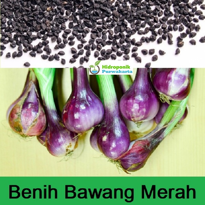 Jual Benih Bawang Merah LOKANANTA 500 Butir Cap Panah Merah | Shopee ...