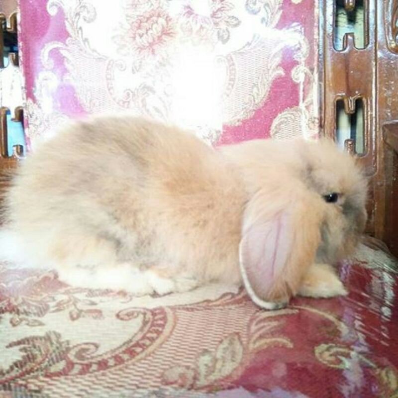 kelinci hias fuzzy lop JABODETABEK ONLY (FREE PAKAN)