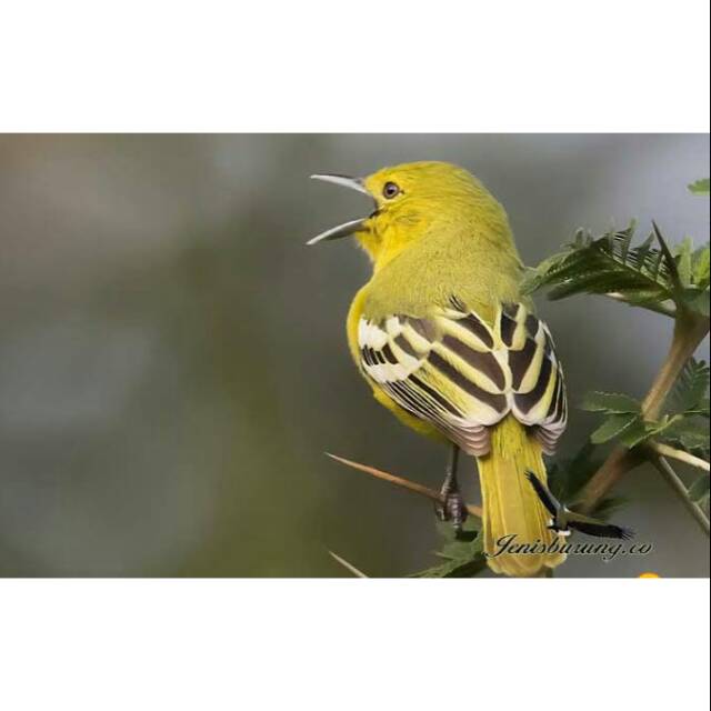 Jual Burung Sirtu/Cipow | Shopee Indonesia