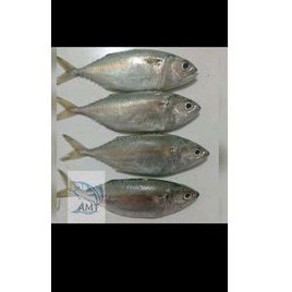 

kembung banjar perekor, Termurah!!!