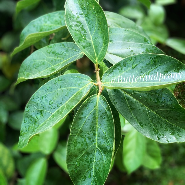 

Daun cincau perdu