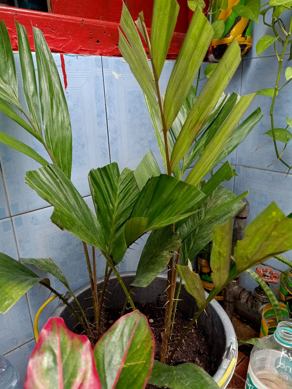 Bibit Salak Pondoh Murah