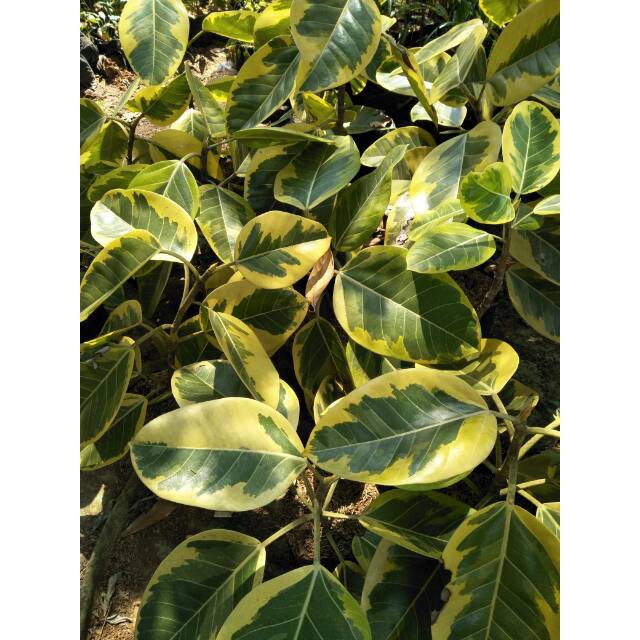 Tanaman karet kebo varigata - pohon karet kebo varigata