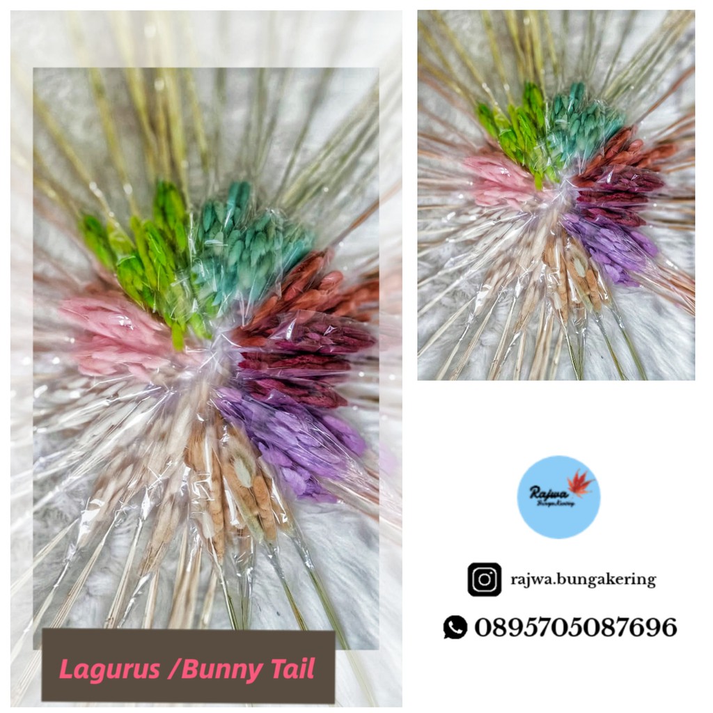 Lagurus / Bunny Tail - Bunga Kering - Dried Flower harga