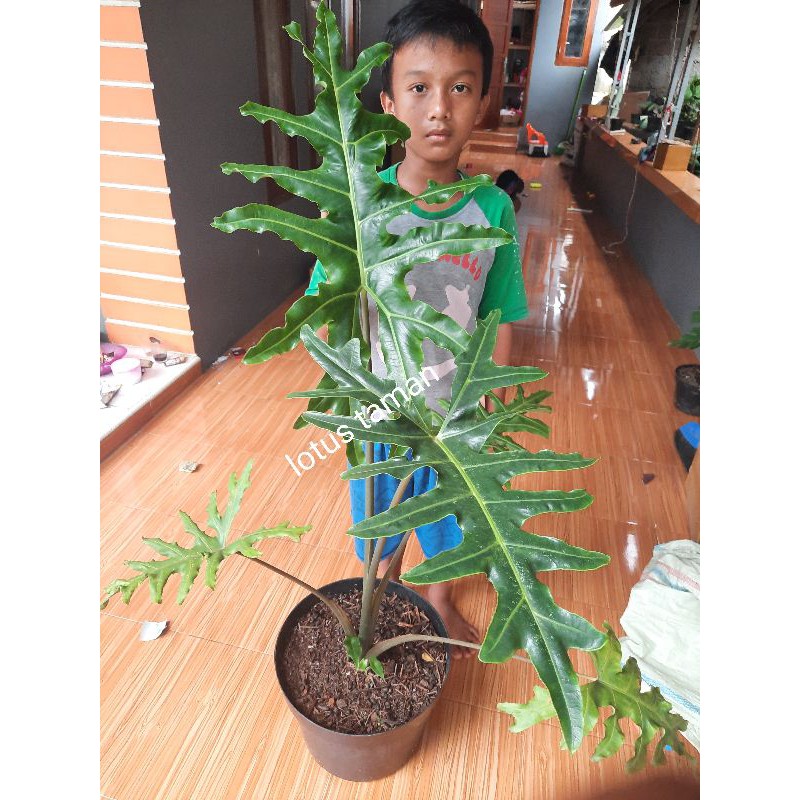 TANAMAN HIAS ALOCASIA PORTEI TINGGI 1 METER UP REALPICT