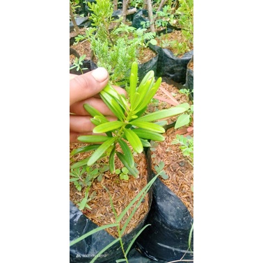 Bibit lohansung mawar tanaman bahan bonsai