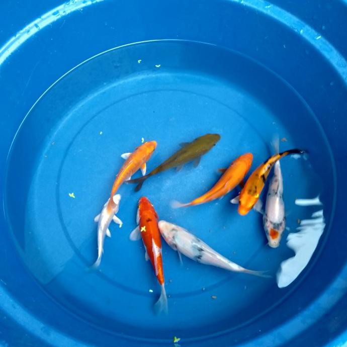 Terbaru Ikan Koi Chagoi