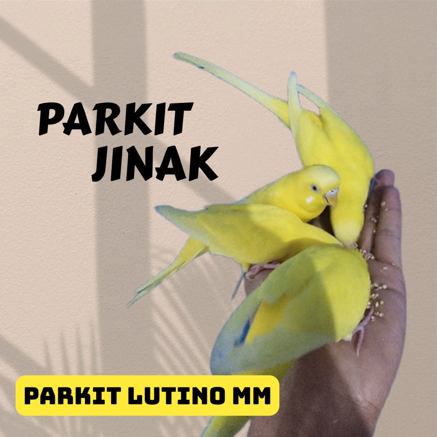 Parkit Jinak Parkit Lutino Mata Merah