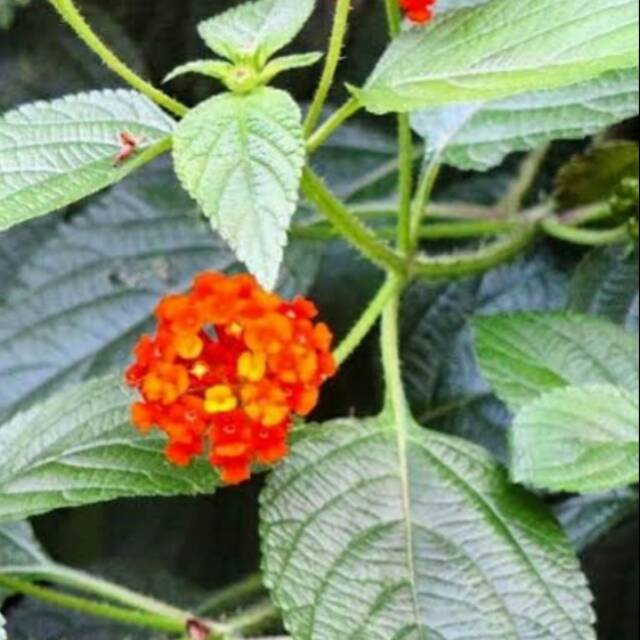 

Daun lantana segar 500 gram 15000