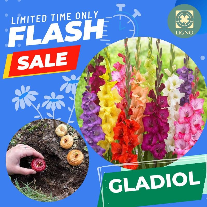 UMBI Bibit GLADIOL MIX - Flash Sale