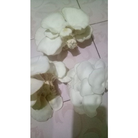 

Jamur Tiram Fresh Budidaya